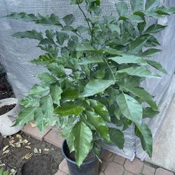 Heathy Wampi Fruit Tree Plant 5ft +