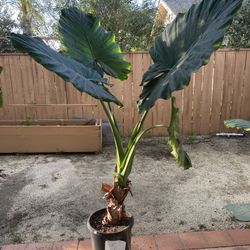 Giant Taro ( Elephant Ears) Plant
