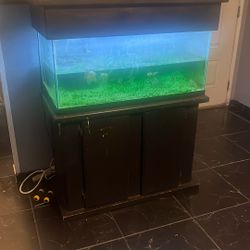 fish Tank 