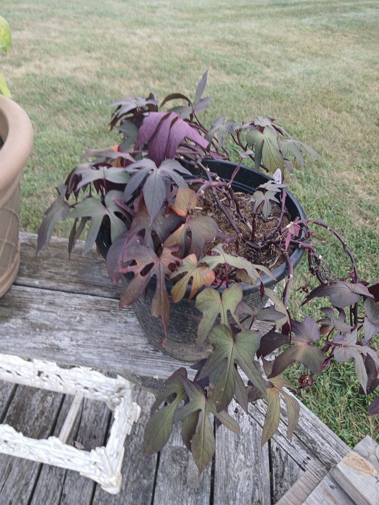 Sweet Potato Vine
