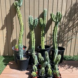 Blue Myrtle Cactus plants