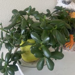 Jade Tree