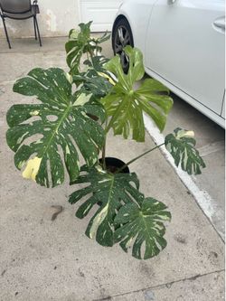 Thai monstera 65$ each
