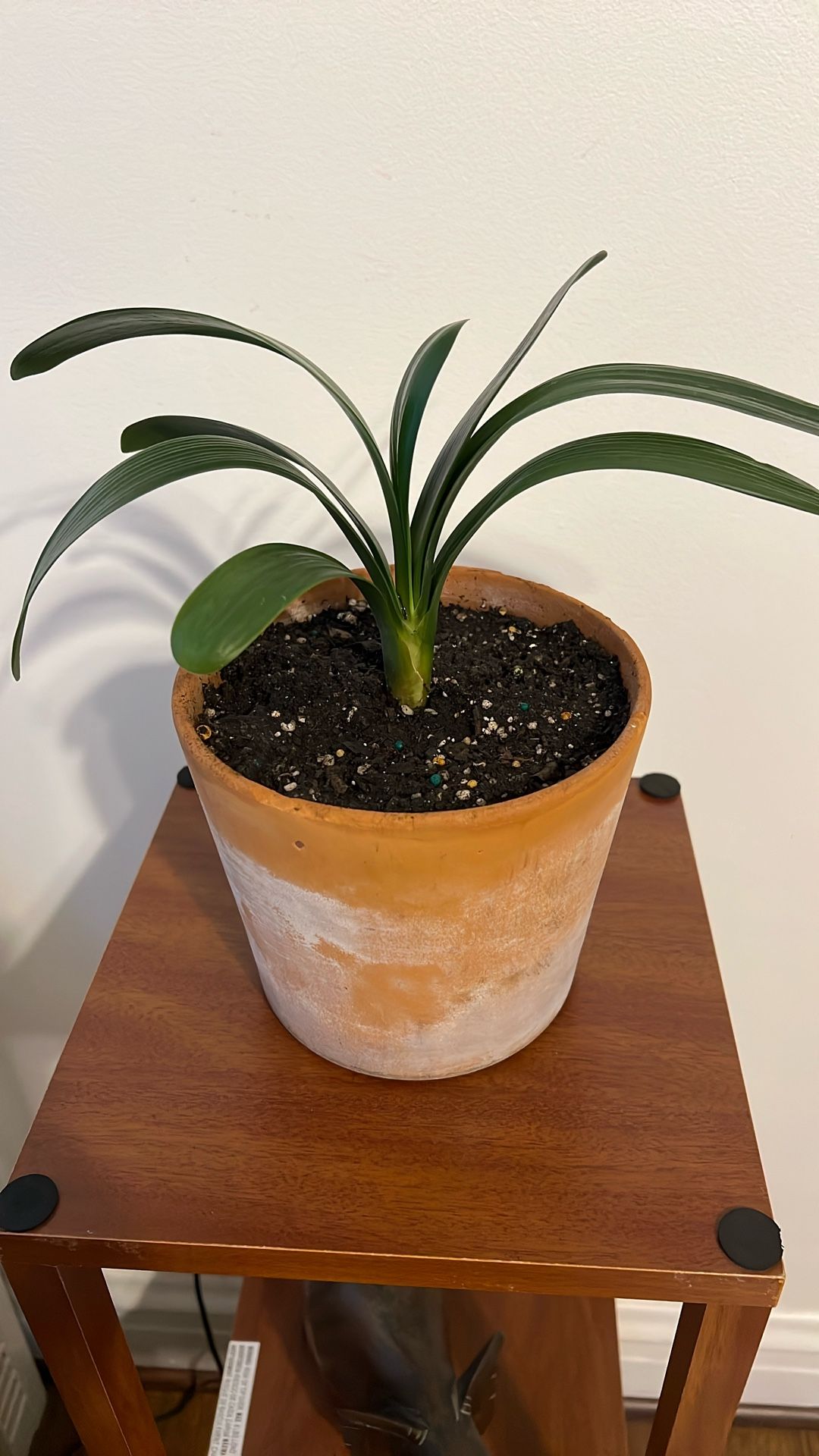 Live Clivia, Bush Lily Houseplant in 6.5” Terracotta Pot, Red Flowers