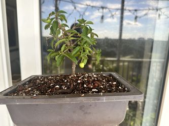 Mini Little Leaf Barbados Cherry