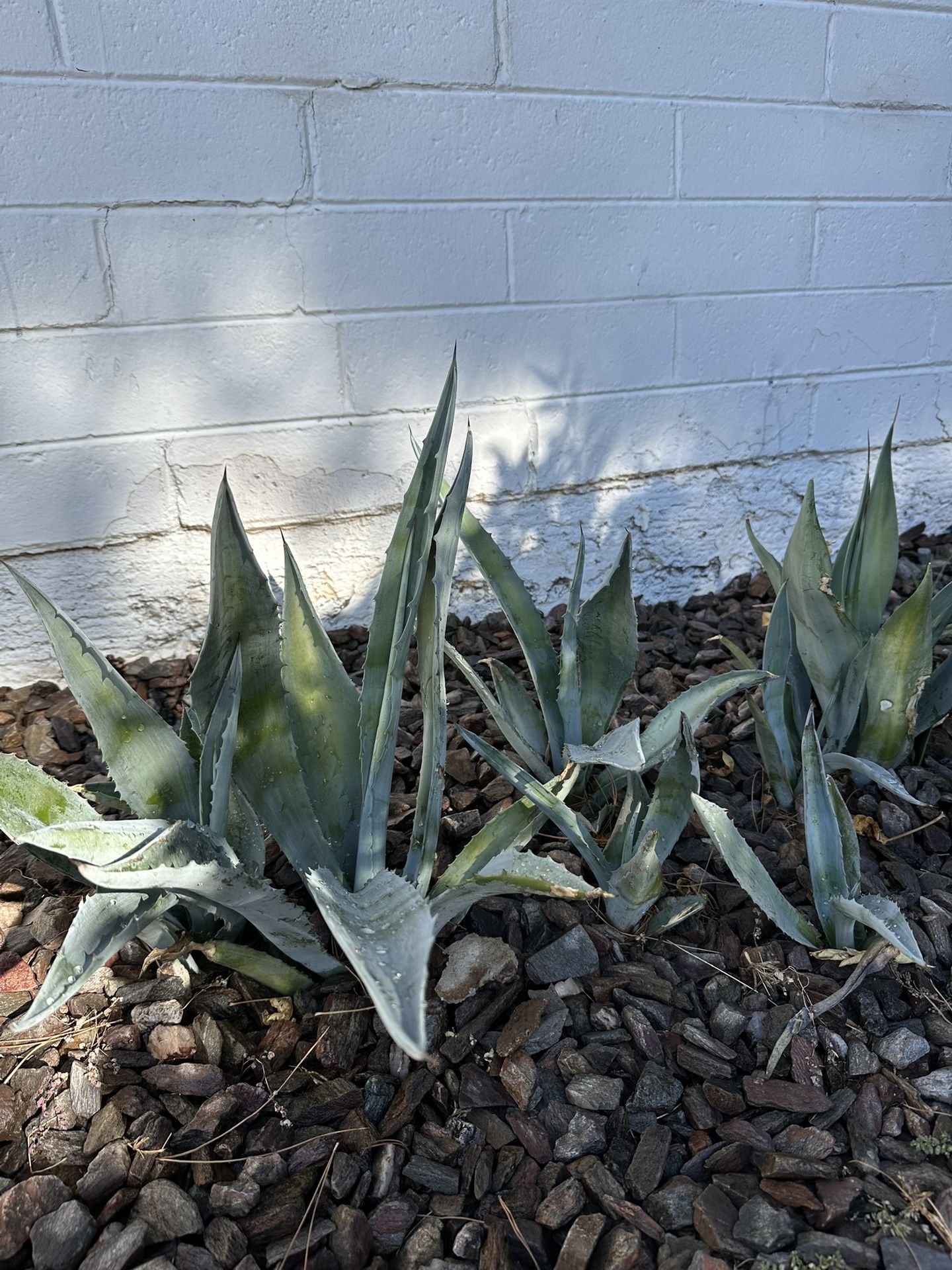 Free Plants