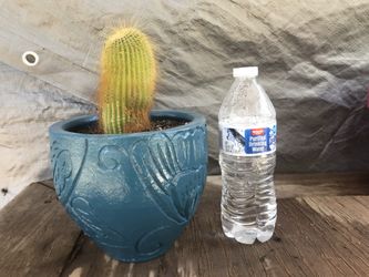 Cactus