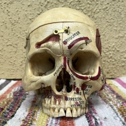[EDUCATIONAL] VINTAGE anatomical reference skull oddity medical students