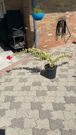 Variegated Bougainvillea