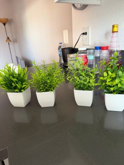 Mini 4 green plants