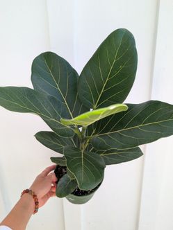 Ficus Audrey Plant 6" Pot - Indoor House Plants