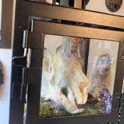 Rabbit Skull 