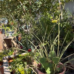 Plants For Sale 