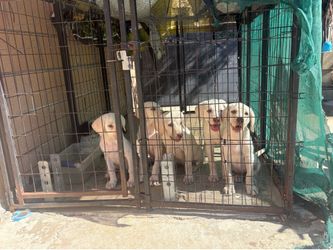 Outdoor dog kennel