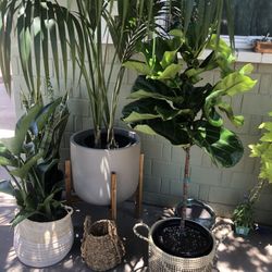 🌱Indoor plant sale❤️