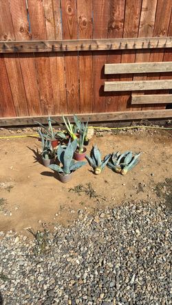 Blue agave