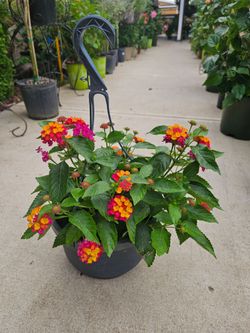 Pink Lantana Beautiful And Healthy HANGING BASKETS PLANTS ARRIVED. $14 each