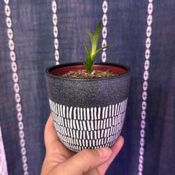Lace Wing Aloe Baby 1