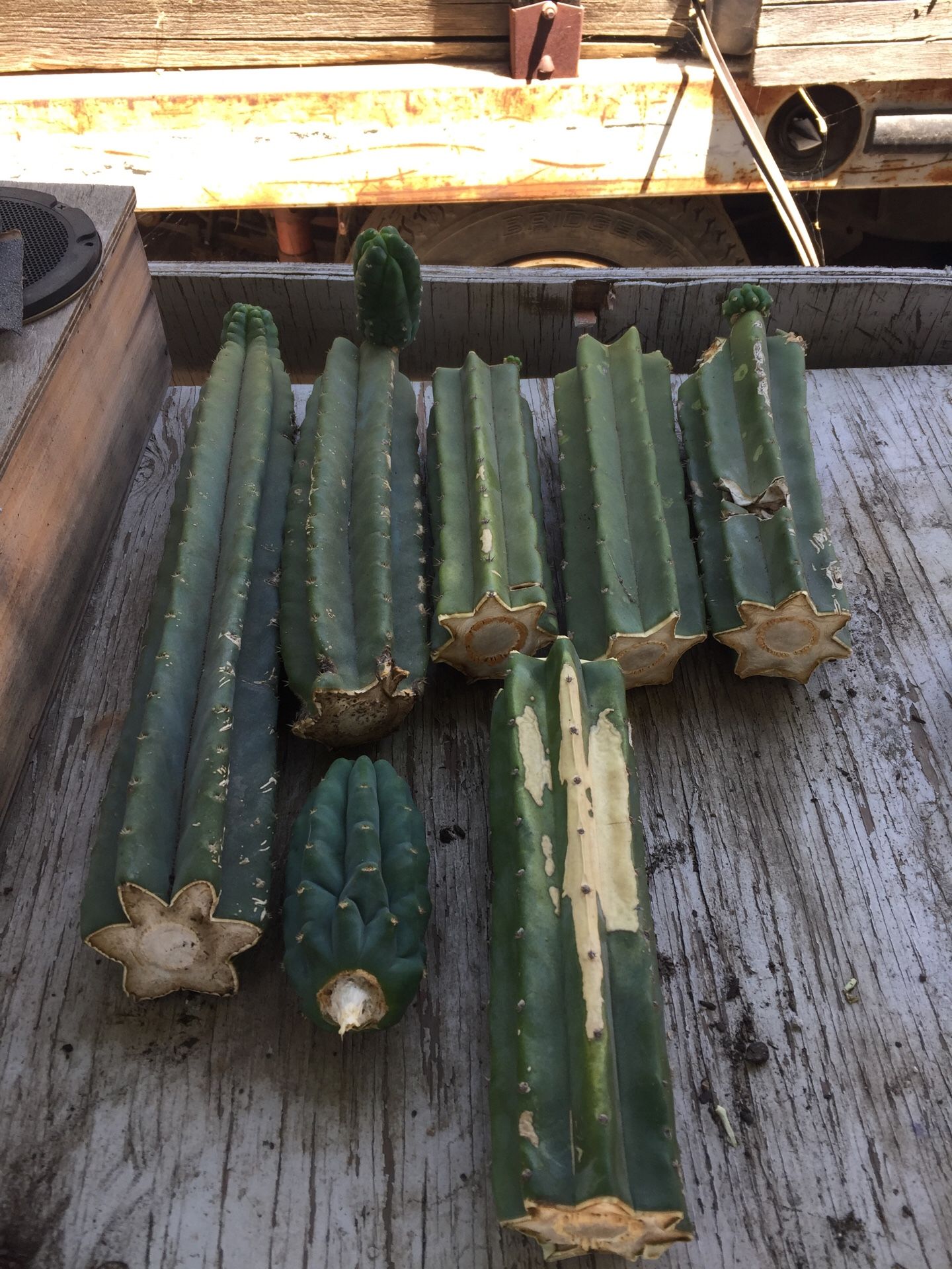 San Pedro Cuttings