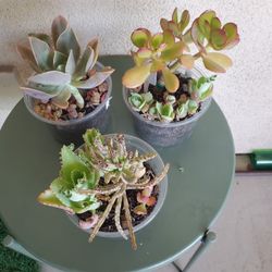 3 Assorted Succulent Dish Gardens