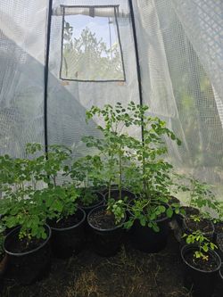 Organic Moringa (MALUNGAY)