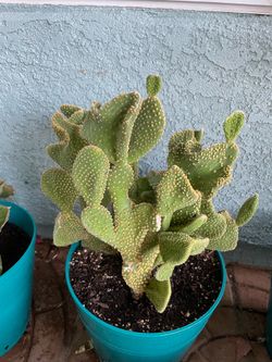 Cactus plant