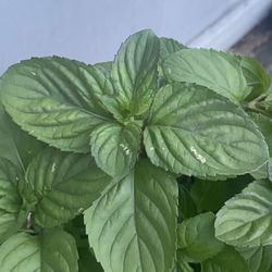 Orange Mint plant - Eau De Cologne - Menta Naranja - Yerba Buena planta