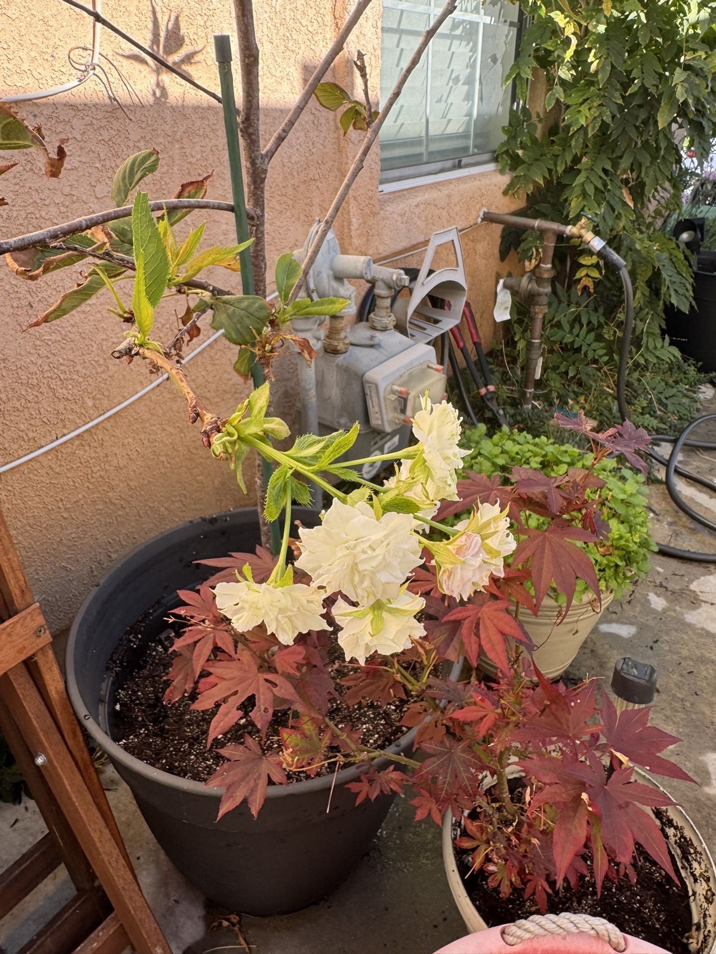 5 Ft Mt Fuji Cherry Flowering Tree