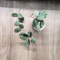 Hoya Mathilde Splash 