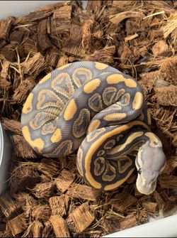 Ball Python + Enclosure