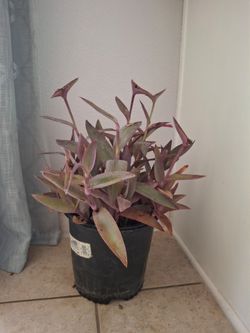 Indoor or outdoor plant