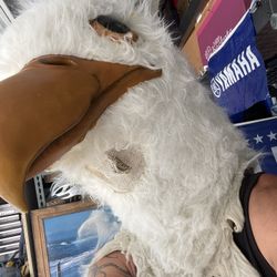 Eagle. Mascot great for Eagles games or costume for Halloween.