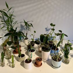 Moving Sale - Variety Plants W Pots & Cuttings, Prices Vary By Size And Pots