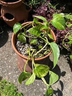 Pothos plant in terracotta pot.  Read description 1st
