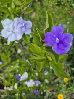 Today, Tomorrow and Always