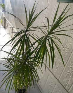 Palma natural $$30