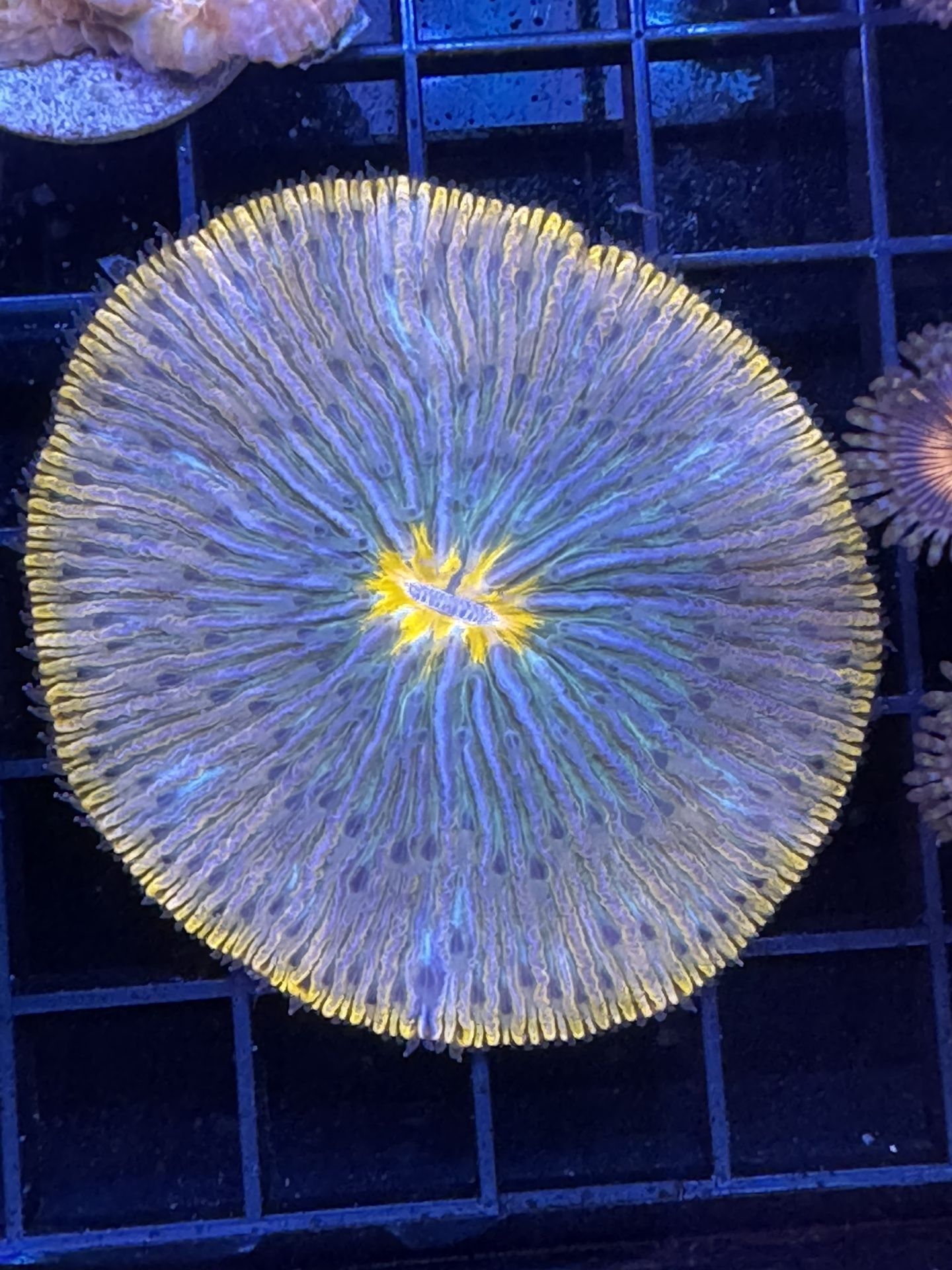 Artificial UFO Plate Coral