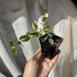 Hoya Cummingiana Outer Variegated - 3.5” Pot - Rooted In Soil