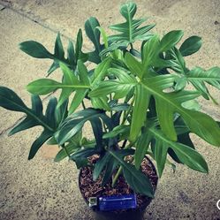 Philodendron Florida Beauty Baby Plant With New growing