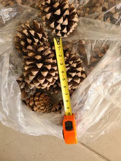 30 Large Pinecones