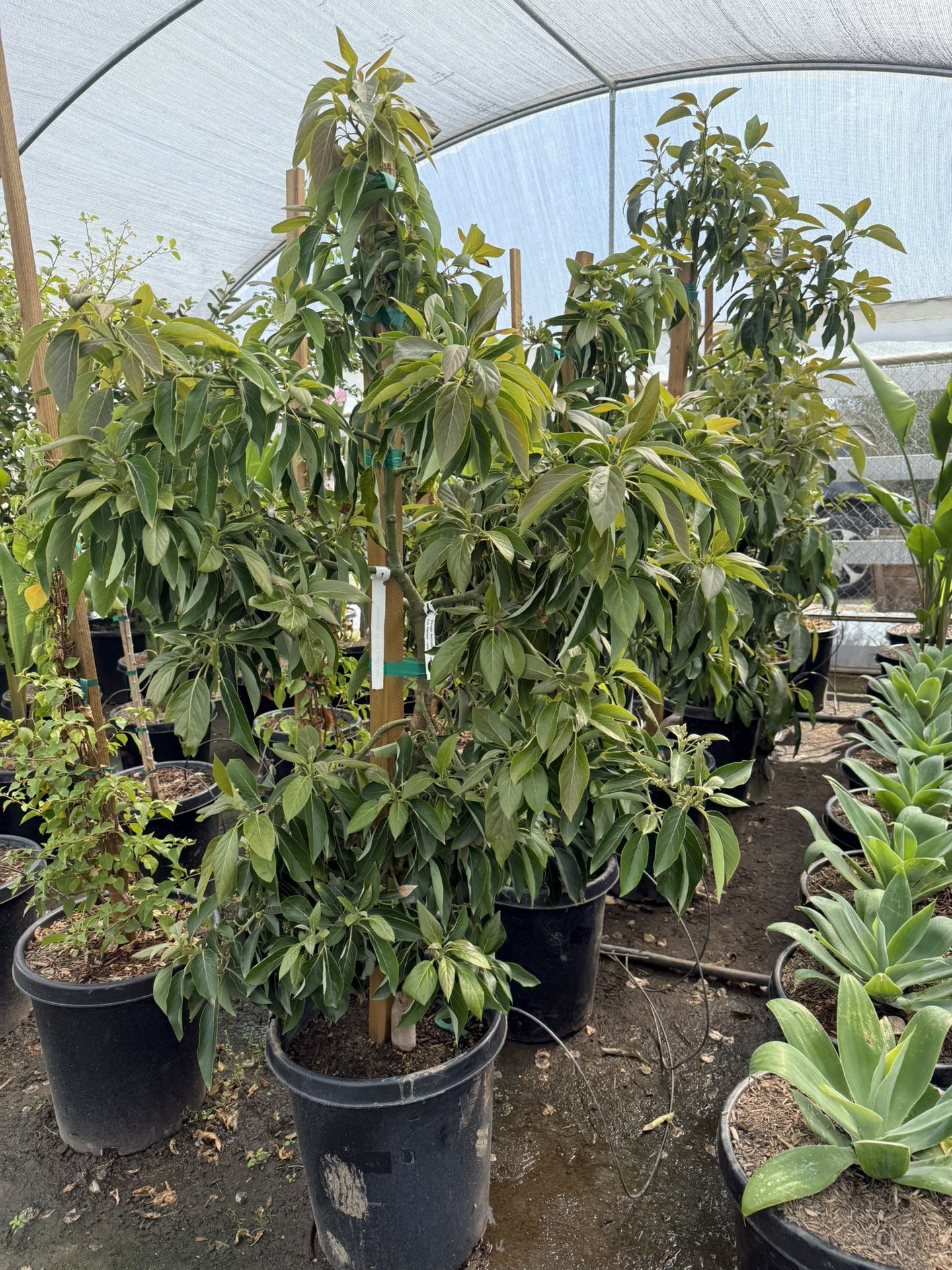 Avocados 15 Gal Ettinger, Fuerte And Zutano