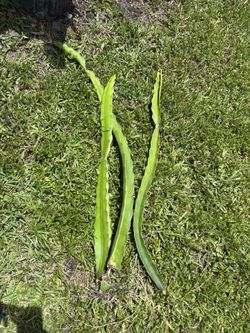 3 dragon fruit cuttings with roots $10 takes all