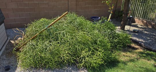 Firestick Plant