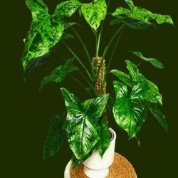 Rare Syngonium Emerald Global Green Plant/ Indoor Plant/ House Plant Flower Patio Garden 
