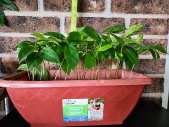 Soursop Seedlings