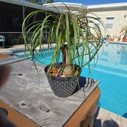 Ponytail plant $20.00in plastic pot 