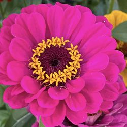 Zinnia Plants