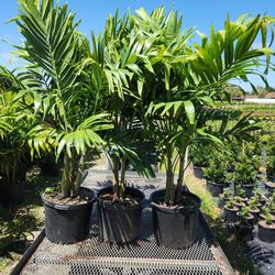 Beautiful Christmas Palms Double And Triples Available For Just $75 Instant Privacy Plants Green Fencing Privacy Hedges 