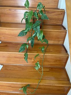 Albo Epi plant