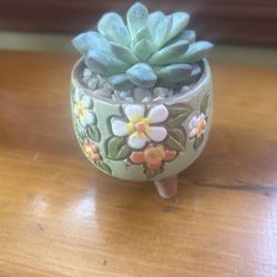 Adorable Succulent 